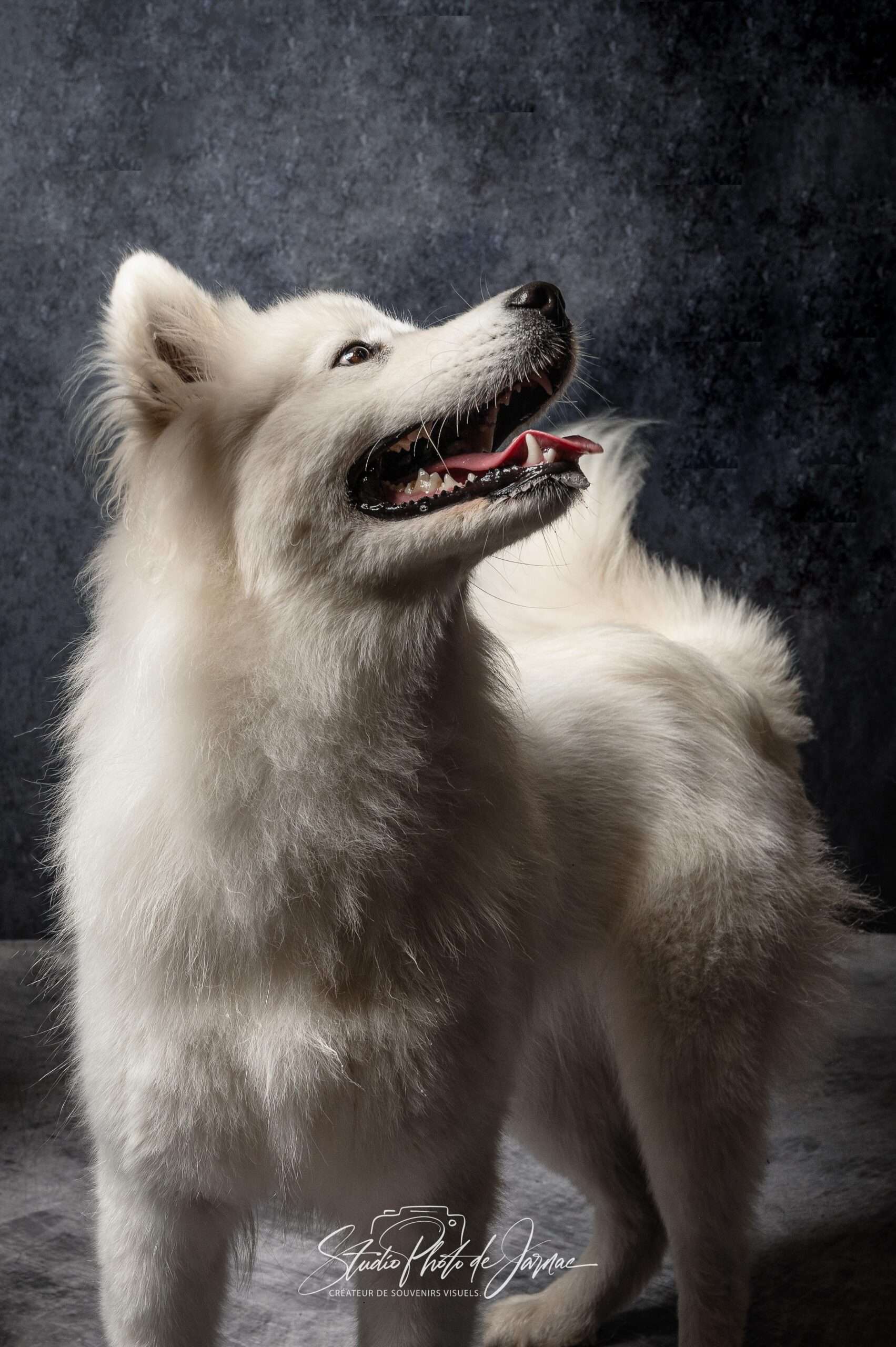 S&eacute;ance Photo Animaux Jarnac (16200) | Photographe Charente