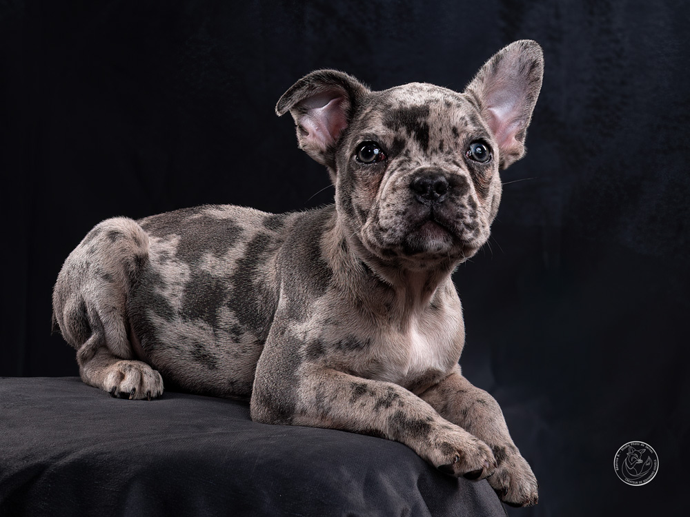 photographe animal jarnac charente 12