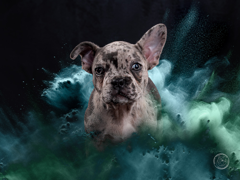 photographe animal jarnac charente 13 1