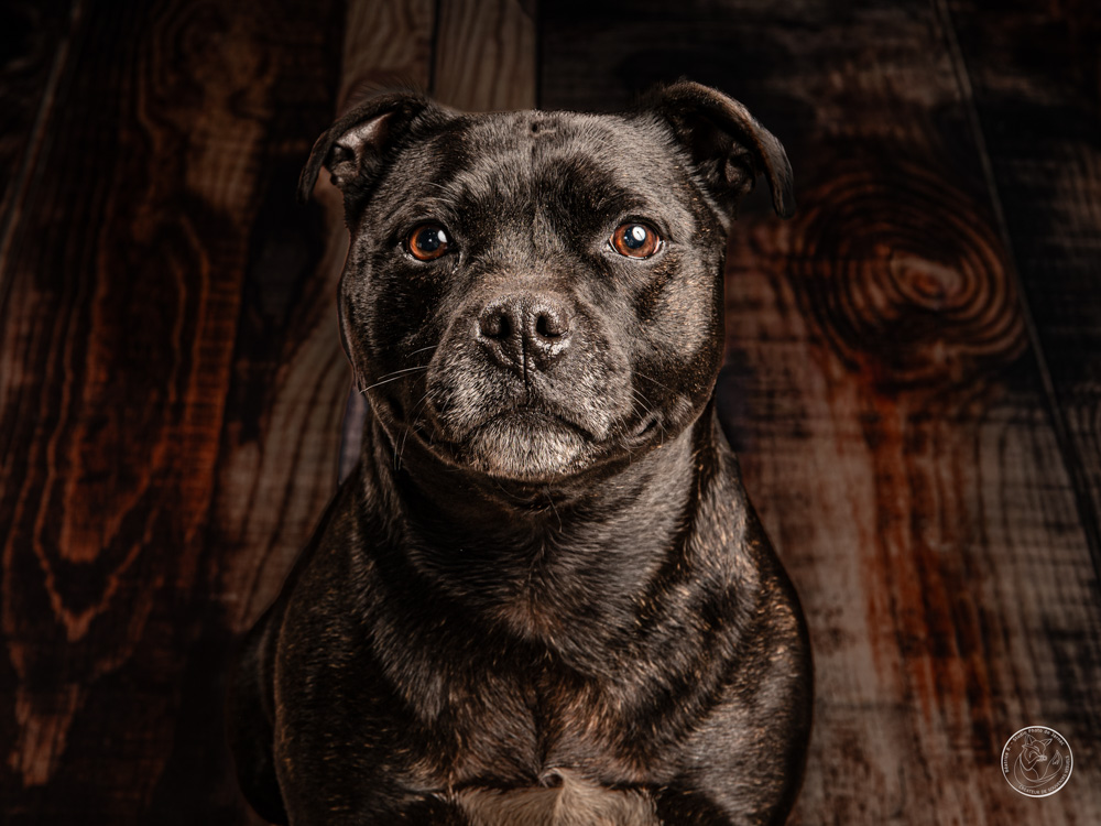 photographe animal jarnac charente 16