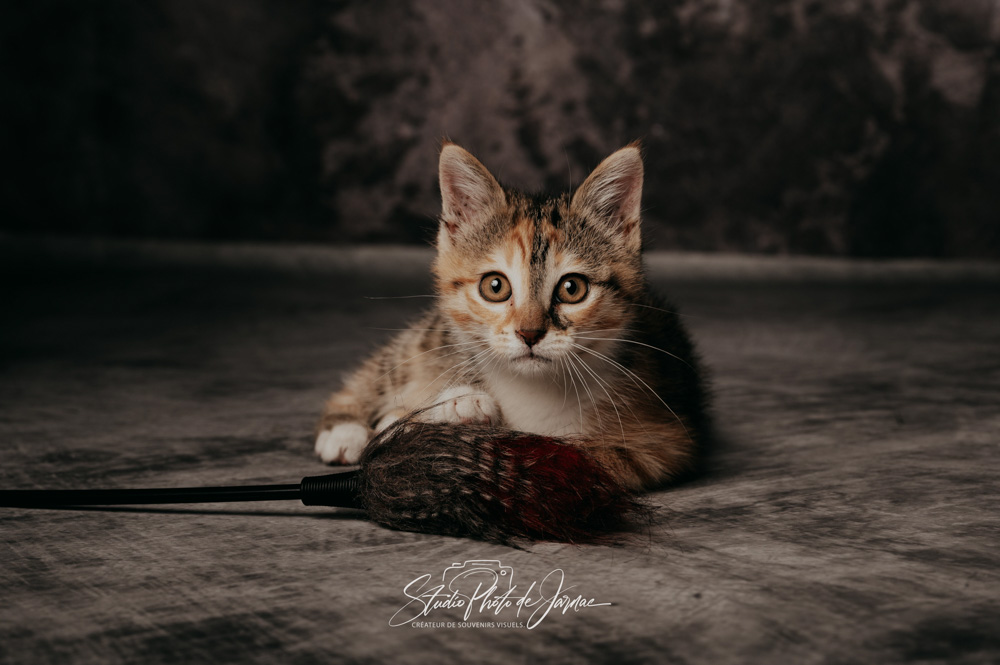 photographe animal jarnac charente 2