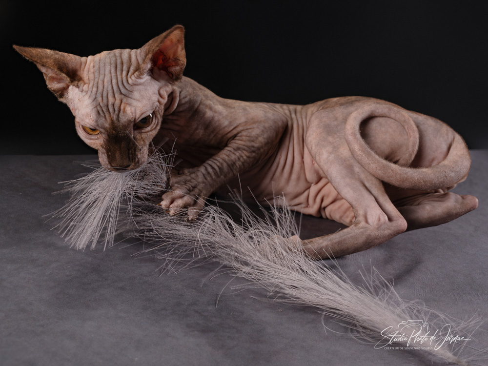 photographe animal jarnac charente 4