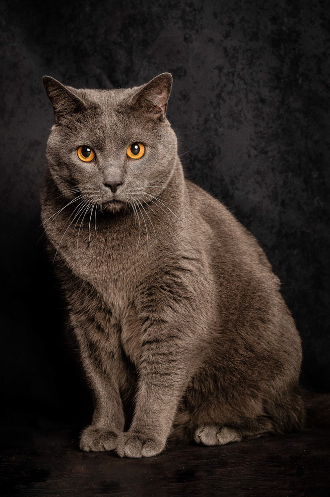 photographe animal jarnac charente 6 1