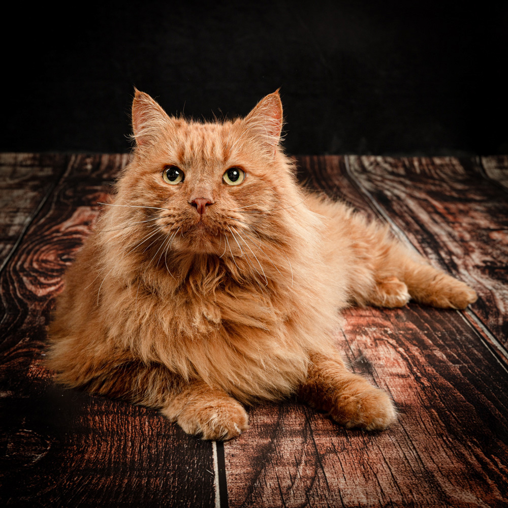 photographe animal jarnac charente 8 1