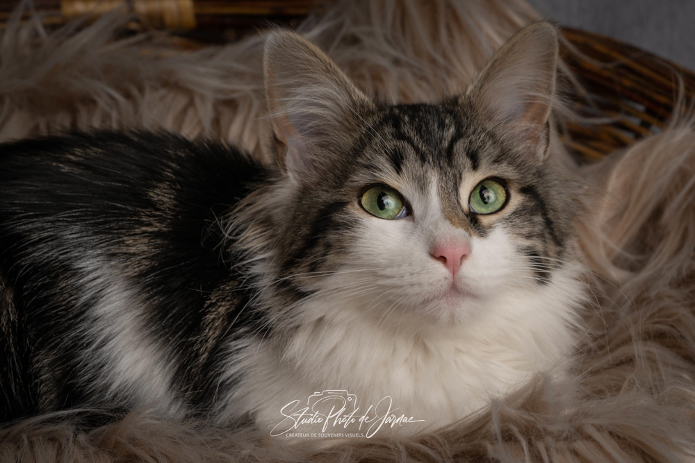 photographe animal jarnac charente