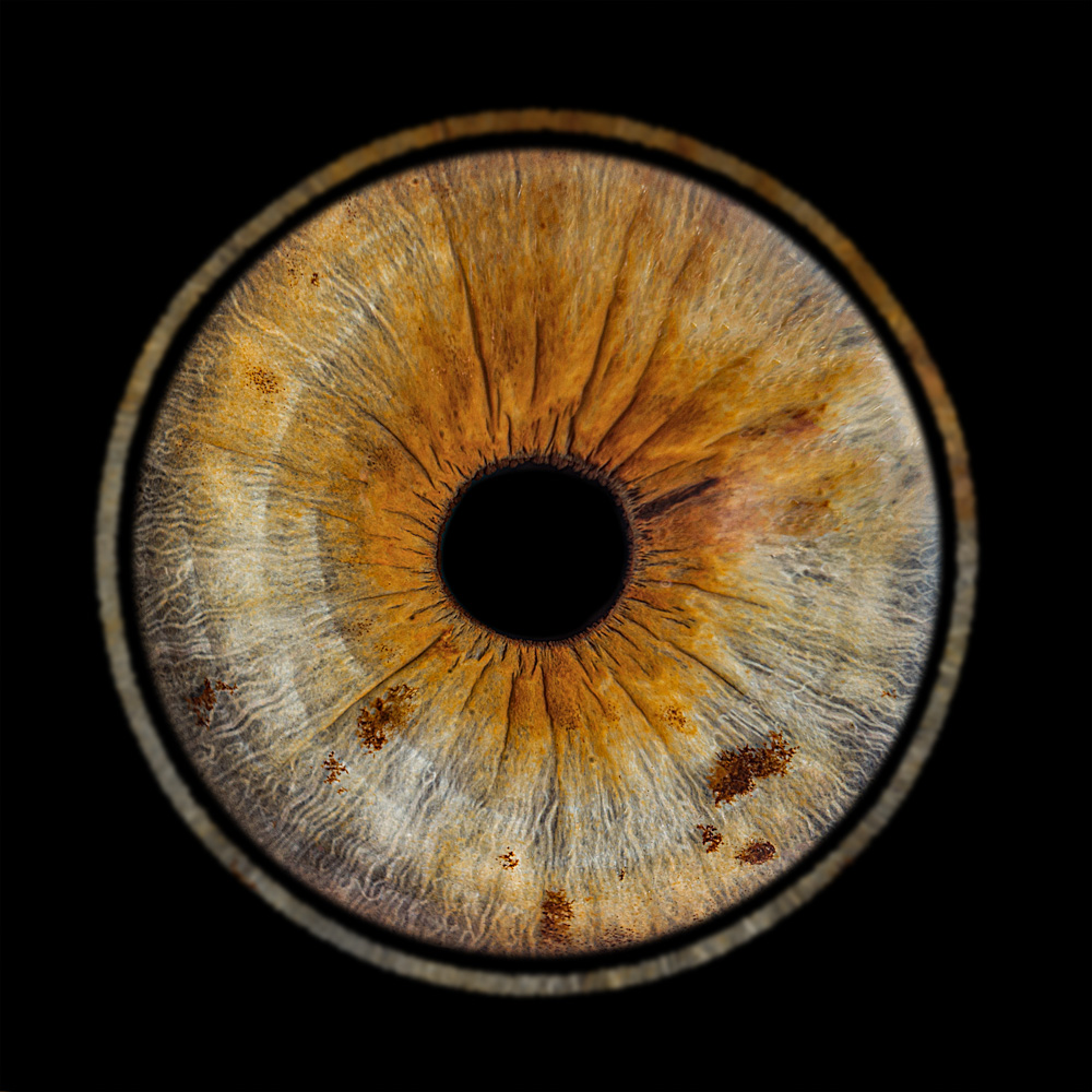 photographe iris jarnac charente 1